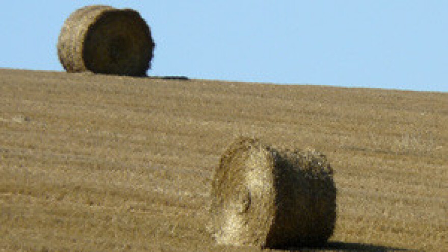 Čobanković otvara pogon za doradu sjemena u Osijeku