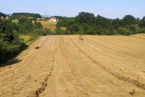 Visoki prinosi  "oborili" cijenu baliranog sijena