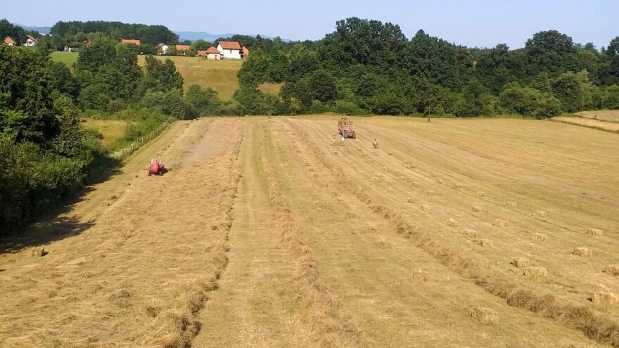 Visoki prinosi  "oborili" cijenu baliranog sijena