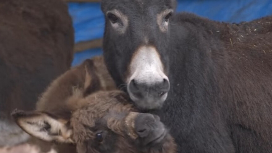 Uzgoj magaraca - ljubav koja skupo košta