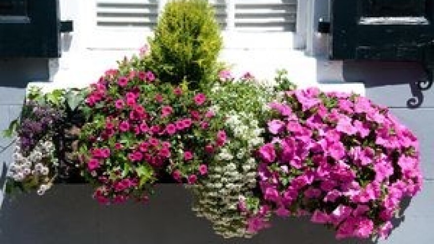 Gnojidba cvijeća i ukrasnog bilja II