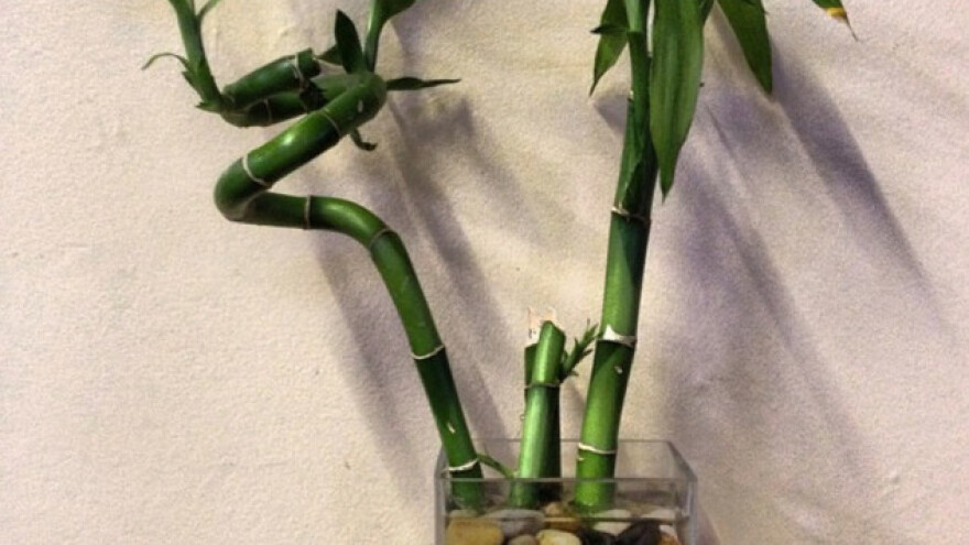 Sretni bambus - za vazu, vrt i pozitivu