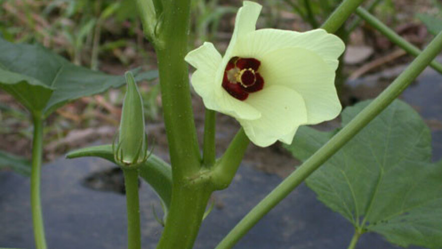 Bamija, orijentalna povrtna kultura