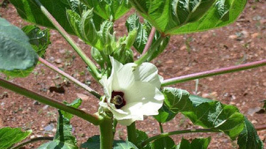 Bamija posebna biljka