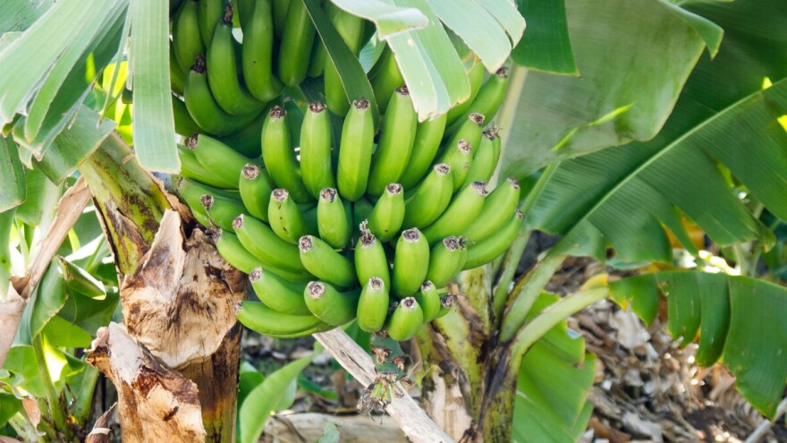 Hikmet Seferović uspešno uzgaja malu plantažu banana