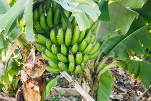 Hikmet Seferović uzgojio malu plantažu banana: Na jednom stablu bit će 140 plodova