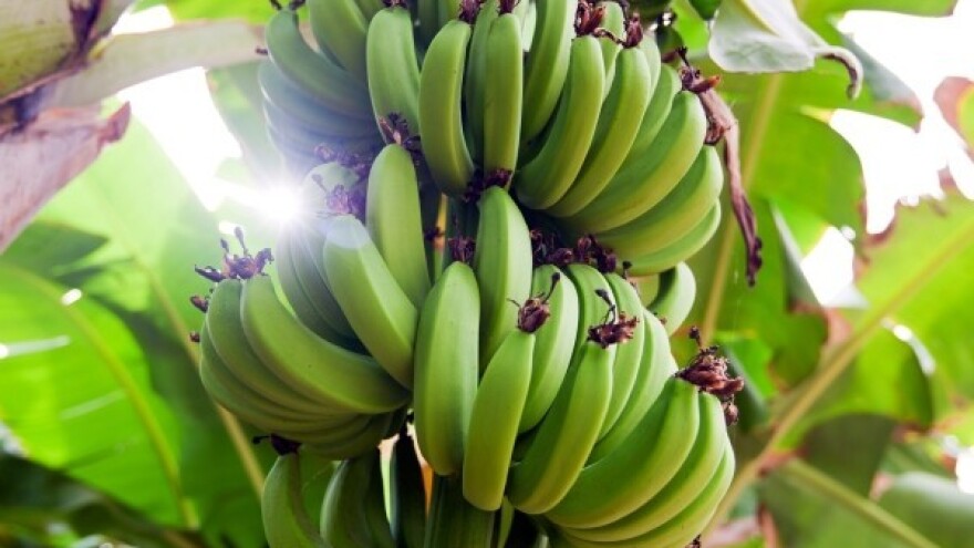 Kraj svijeta za banane?