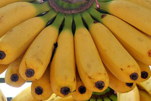 Uništene plantaže banana