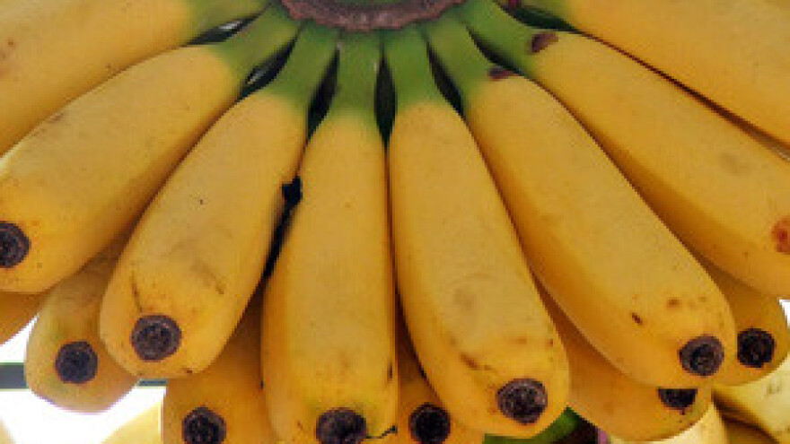 Uništene plantaže banana