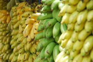 Peru rekorder u izvozu banana