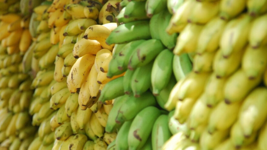 Peru rekorder u izvozu banana