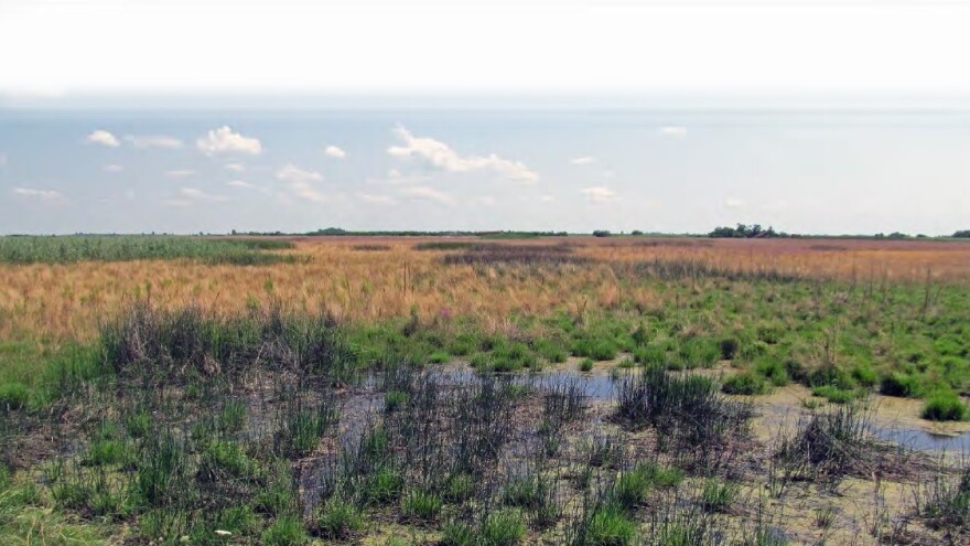Živi svet Slatina srednjeg Banata opstao zahvaljujući ispaši i košenju?