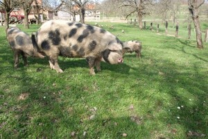 Banijska šara postaje treća priznata pasmina svinja u Hrvatskoj!