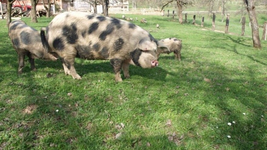 Banijska šara postaje treća priznata pasmina svinja u Hrvatskoj!