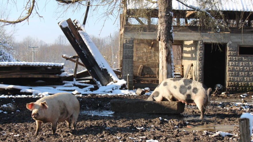 Osigurano dodatnih 1,5 milijun kuna za stočnu hranu na području pogođenim potresom