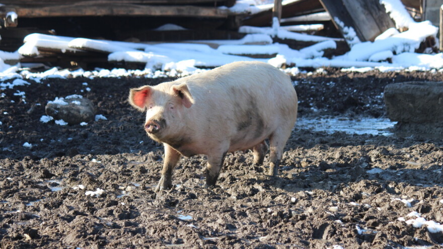 Agro-klaster i grad Petrinja otkupljuju proizvode s područja stradalog potresom