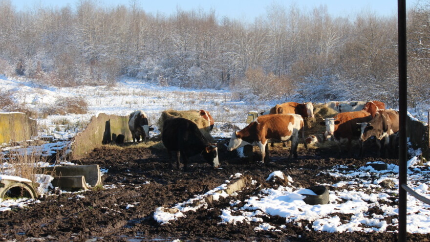 U jednom danu pristiglo 50 tona stočne hrane potresom pogođenom području
