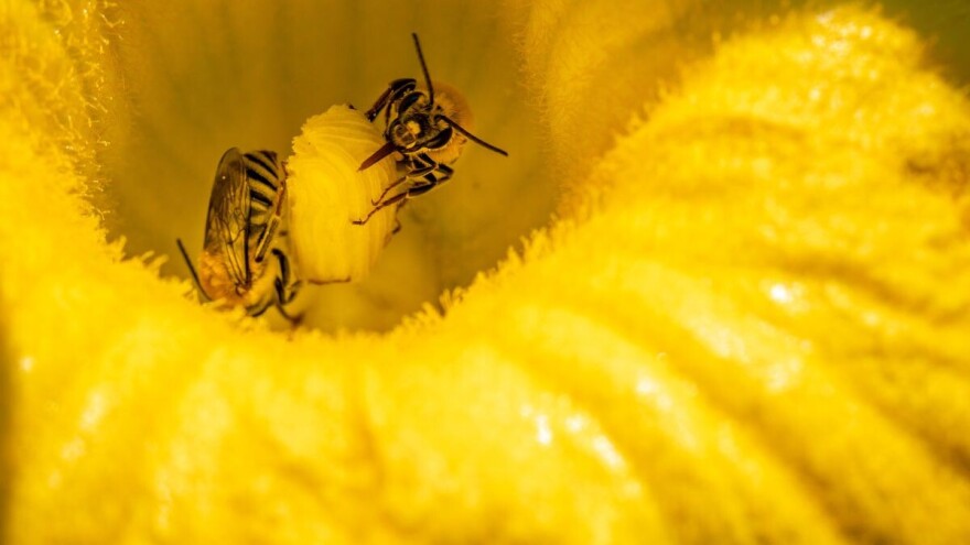 Populacija jedne vrste pčela porasla zbog intenzivnog uzgoja tikvi