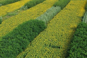 Može li nas agrošumarstvo spasiti od klimatskih promjena?