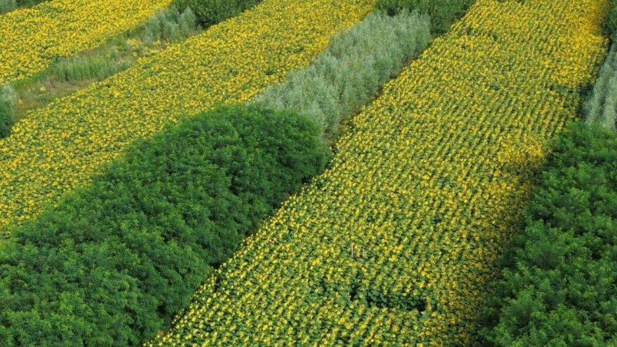 Može li nas agrošumarstvo spasiti od klimatskih promjena?