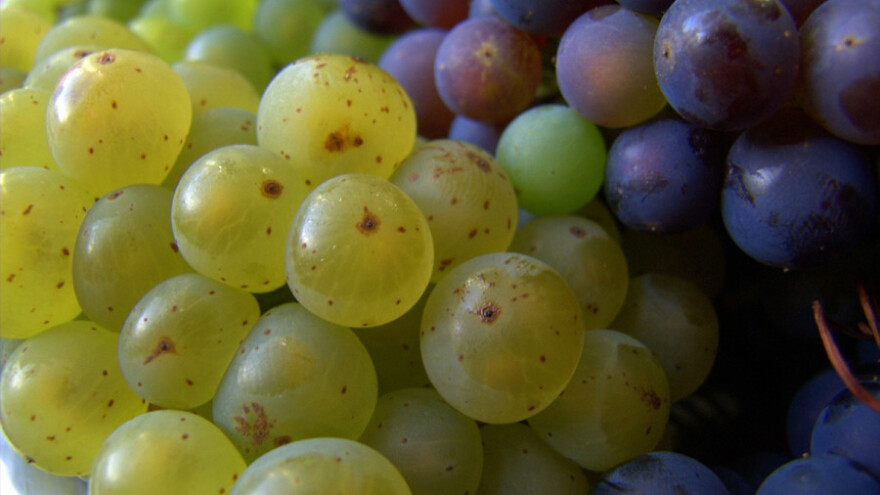 Banoštorski dani grožđa 1. septembra