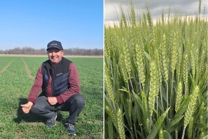 Od istoka do zapada SelectiS-ova pšenica rušila rekorde s preko 11 t/ha
