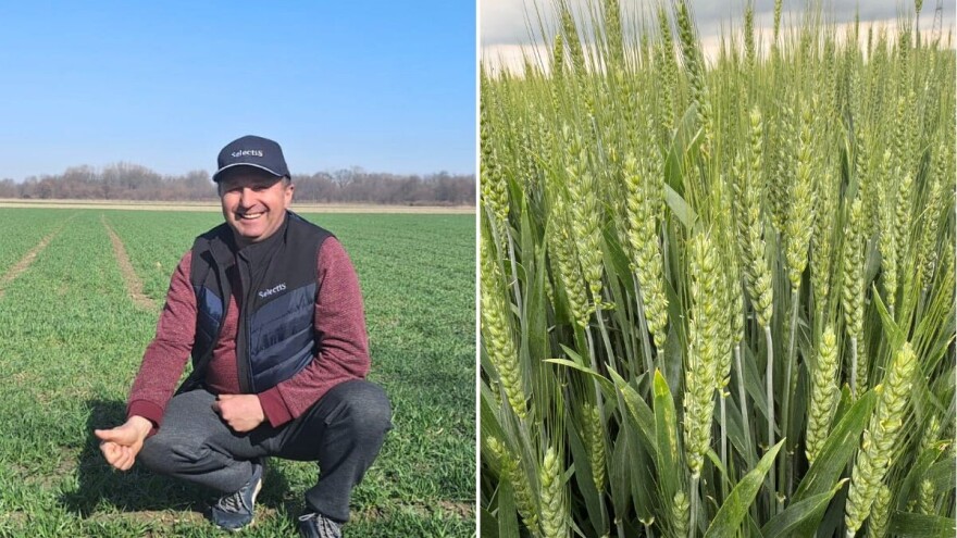 Od istoka do zapada SelectiS-ova pšenica rušila rekorde s preko 11 t/ha