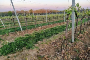 Restrukturiranje i konverzija vinograda: Naknade za gubitak dohotka po hektaru