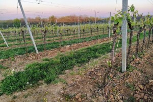 Restrukturiranje i konverzija vinograda: Naknade za gubitak dohotka po hektaru