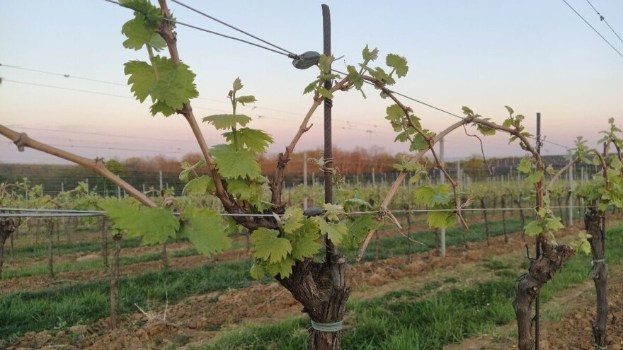 Kako i u kojem slučaju se izvodi lačenje i pinsiranje lastara vinove loze?