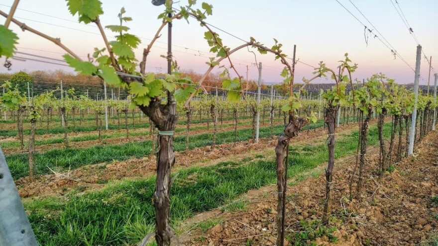 Poskupili inputi u proizvodnji, šta će biti s cijenama grožđa?