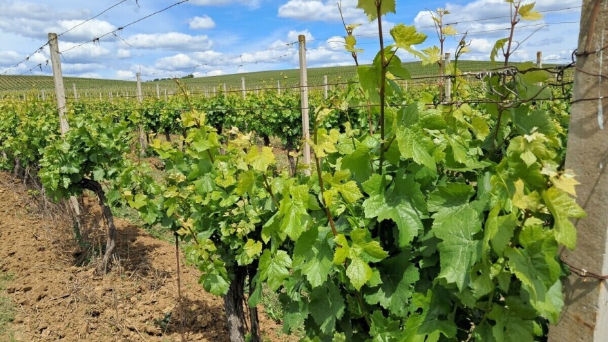 Kako njegovati i zaštititi vinovu lozu poslije grada?