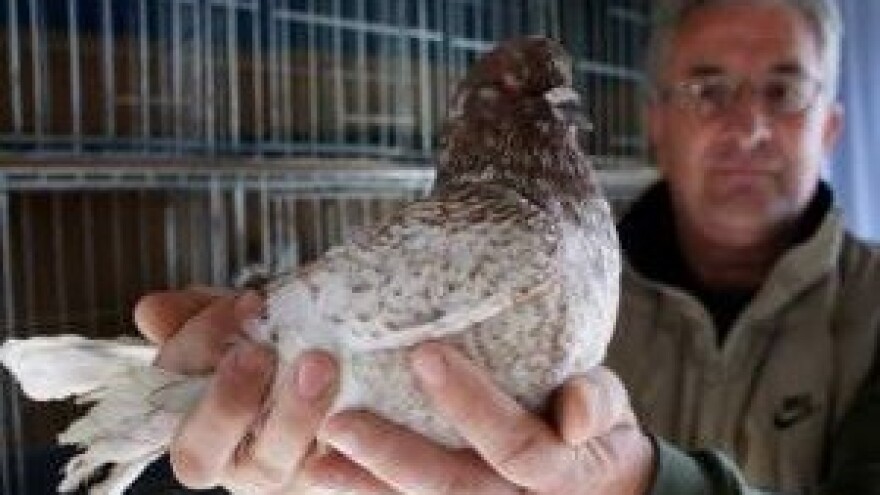 Baranjski golub priznat kao autohtona pasmina