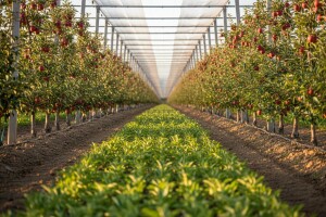Baranjski voćnjaci izvoze sadnice u EU