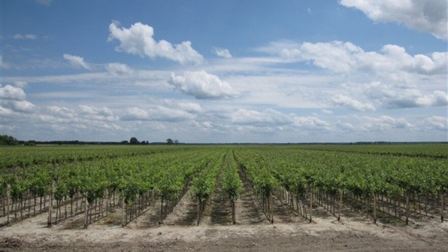 Suvremena voćarska proizvodnja