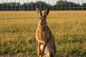 Baranjski zec za domaća lovišta