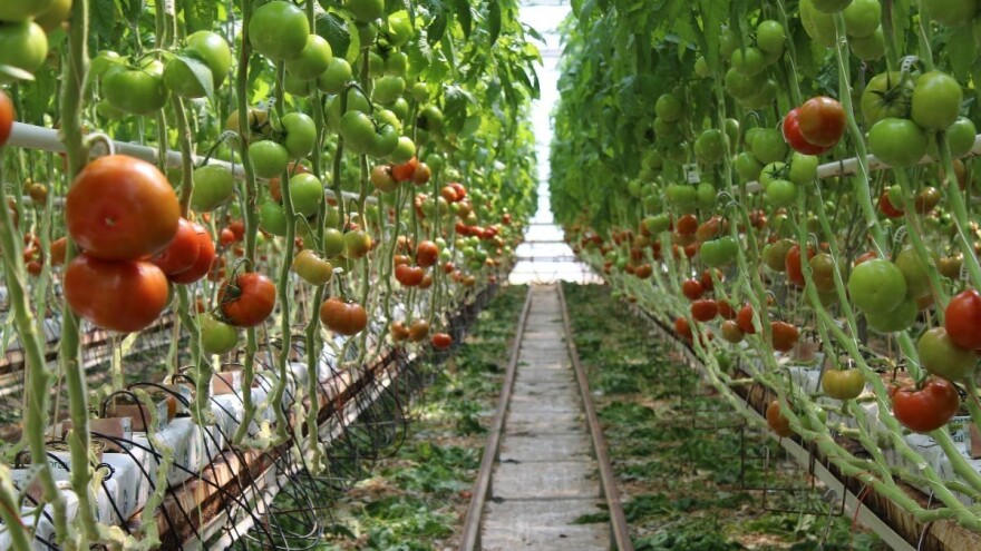 Geotermalna energija za grijanje staklenika - zašto Hrvatska ne koristi svoje prednosti?