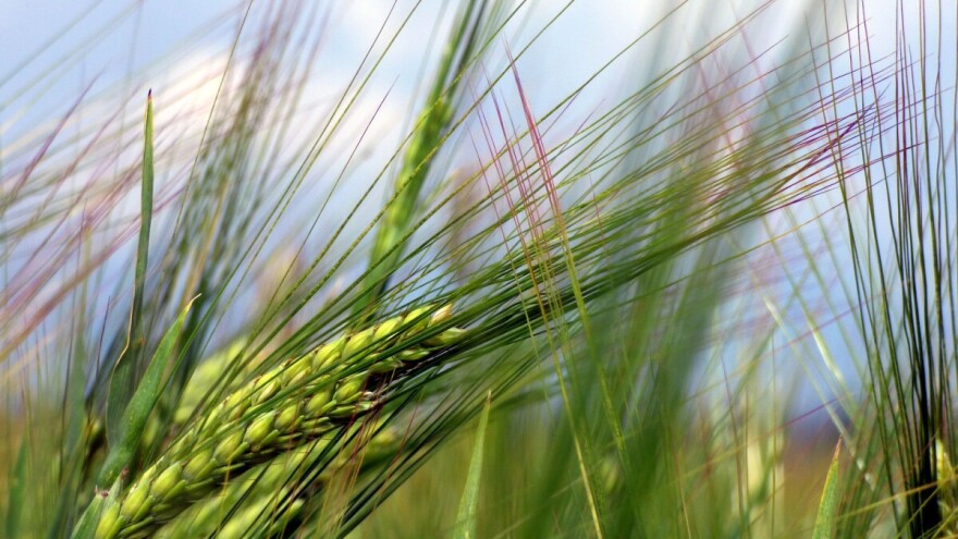 Optimalan je rok za sjetvu ječma - kako pripremiti tlo?