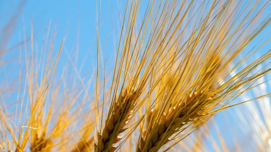 Ječam sve češća zamjena za crnu kavu?