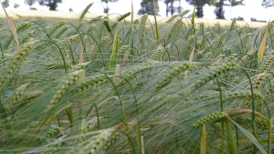 Žuta patuljavost ječma, virus kojega prenosi više od 20 vrsta lisnih ušiju