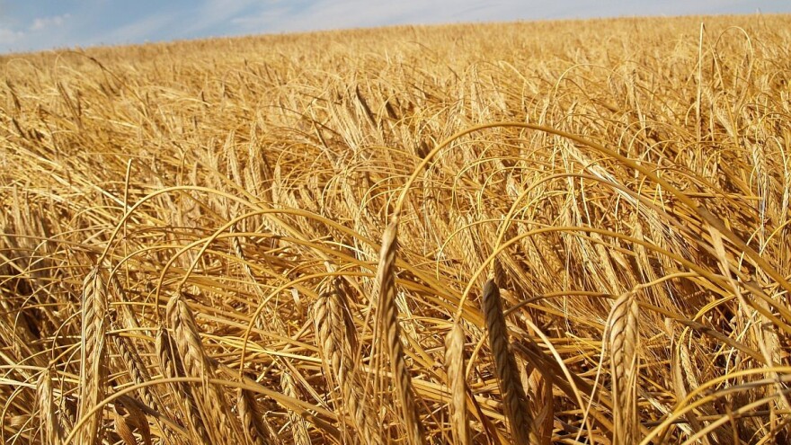 Snažan rast izvoza ruskog ječma