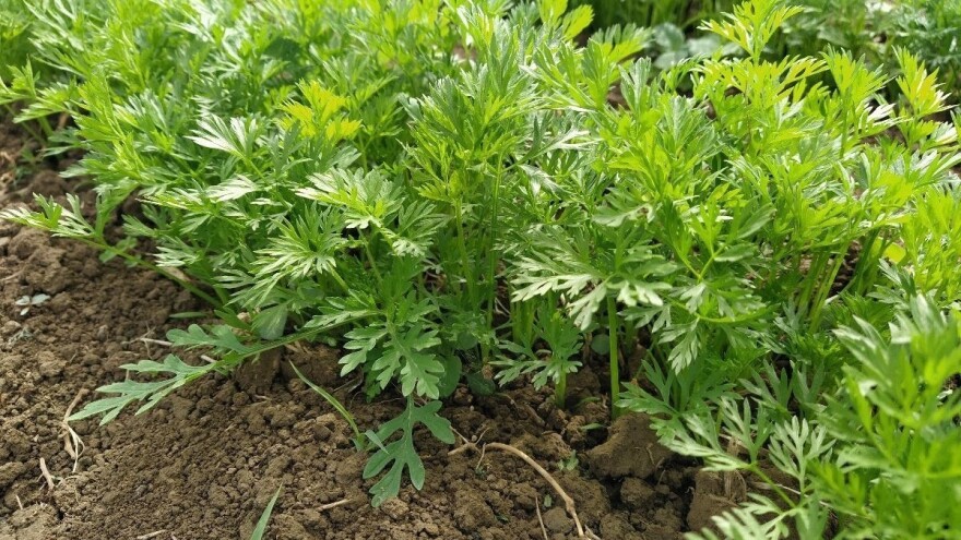 Osim dušika, u prihrani povrća nužno je biljkama osigurati kalcij, bor, željezo i fosfor