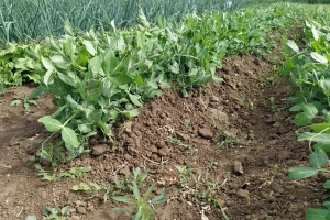 Koristili smo 898.000 ha oranica i vrtova, površine pod suhim mahunarkama udvostručene