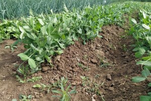 Koristili smo 898.000 ha oranica i vrtova, površine pod suhim mahunarkama udvostručene