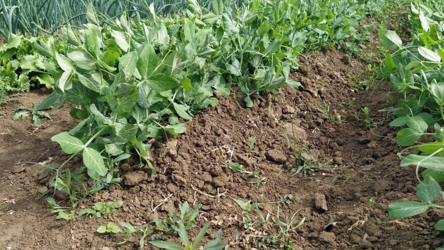 Koristili smo 898.000 ha oranica i vrtova, površine pod suhim mahunarkama udvostručene