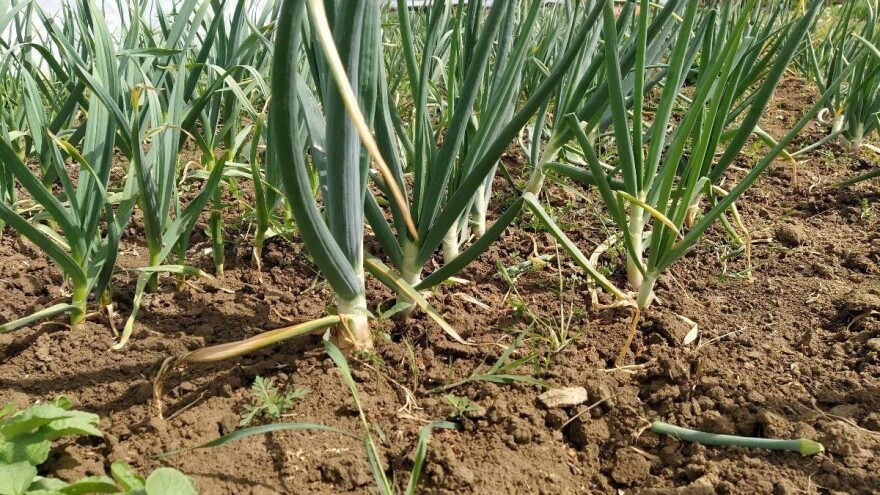 Proljetna zaštita: Ekološki pesticidi koji ne izazivaju pojavu rezistentnosti