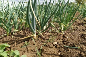 Zar se prijedlog Zakona o sjemenu nije mogao riješiti bez trzavica s poljoprivrednicima?