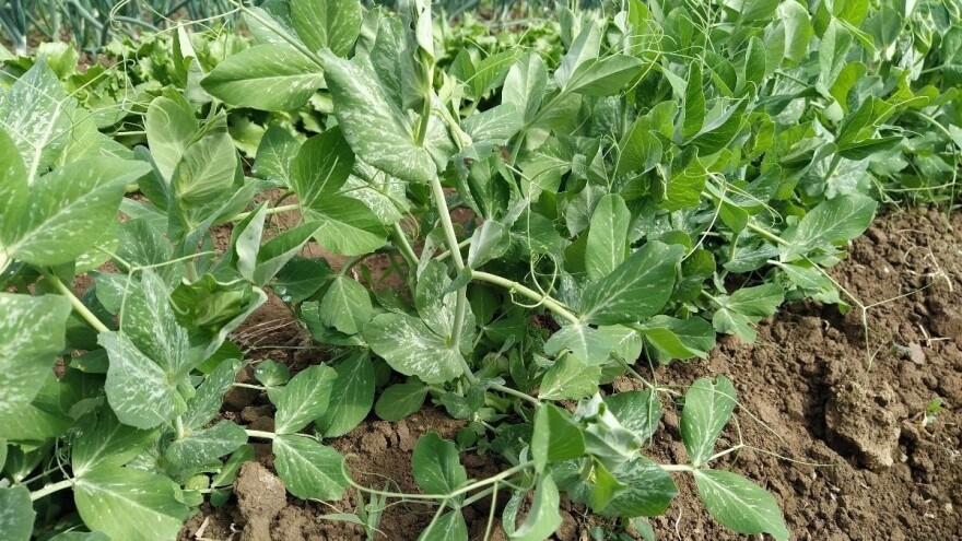 Kada možete posijati grašak i koju sortu odabrati?