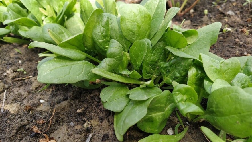 Toplo proljeće ubrzava cvjetanje špinata - evo kako ga usporiti