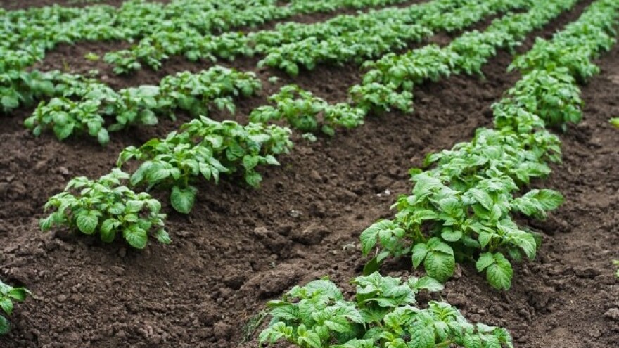 Kako spriječiti bolesti krumpira?